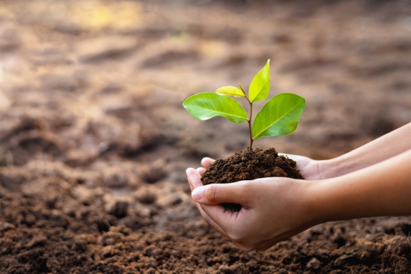 soil and plant sprout on hand depicting environmental impact